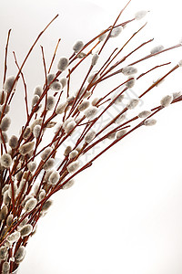 在白色背景上隔离的柳树枝和花束枝条柳树树枝宏观庆典植物分支机构植物群柳絮季节图片