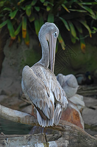 圣地亚哥动物园的Pelican小动物鸟类生物野生动物栖息地航班荒野飞行图片