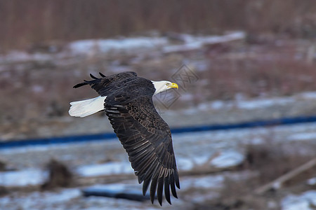 北华盛顿州诺克萨克河上的老鹰背包航班野生动物阳光栖息地飞行图片