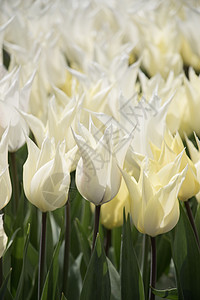 花园中的白色郁金花花朵花瓣植物群叶子季节美丽郁金香形状植物园艺图片