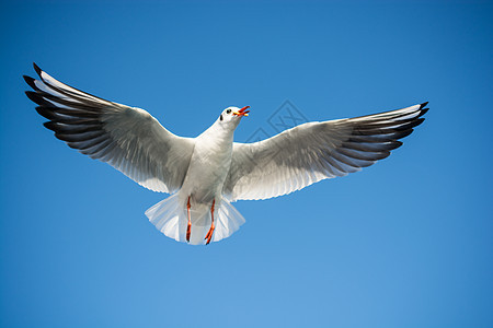 单海鸥在蓝蓝空中飞翔野生动物天空自由蓝色动物支撑鸟类航班羽毛荒野图片