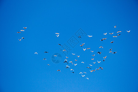 蓝天的鸟群背景图片