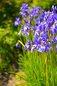 绿色背景的紫罗兰碧花 野生伊丽丝蓝花 覆盖着夏雨滴露珠宏观植物花瓣花园紫色植物群鸢尾花胡子植物学图片