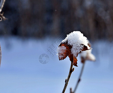 树枝上的干叶子上满是积雪图片