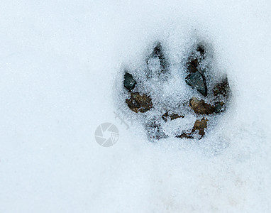 在雪地森林地板上打印Paw印刷品图片