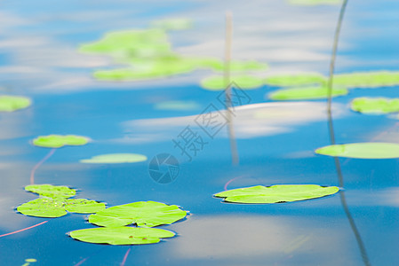池塘水表面的百叶结叶图片