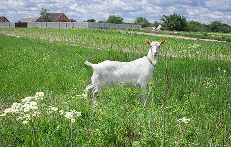 农村夏季草原上的白成年山羊草 农村图片
