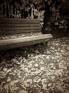 在秋天公园的长椅图象中图片