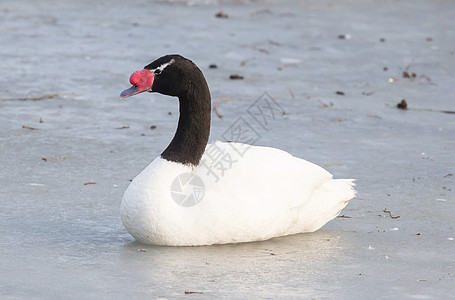 黑颈天鹅坐在冰上动物白色池塘野生动物红色羽毛优美荒野黑色游泳图片