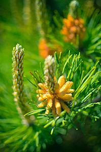 春天时 鲜花在松林中开花生长植物群云杉森林锥体生态荒野花粉蜡烛生物图片