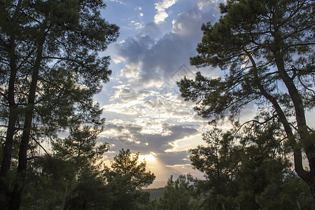 林林和林地树干松树风景针叶树植物自然阳光天空旅行峡谷图片