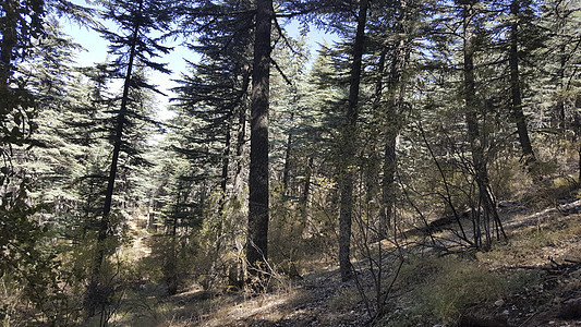 林林和林地旅行植物蓝色云杉公园荒野峡谷自然针叶树树干图片