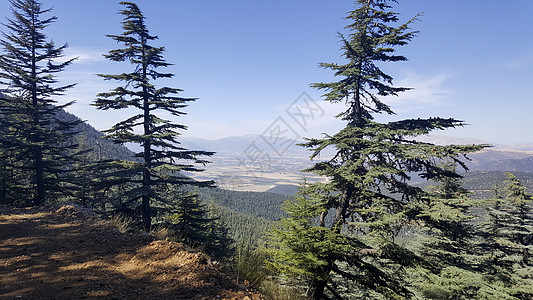 林林和林地木头自然树干蓝色松树植物峡谷云杉季节阳光图片