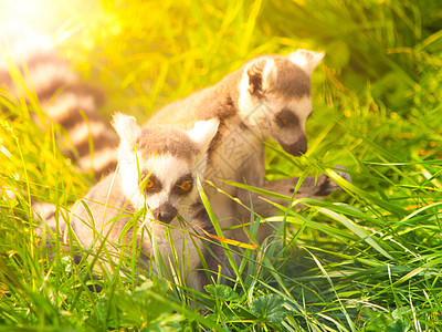 两只可爱的狐猴藏在草地里 马达加斯加图片
