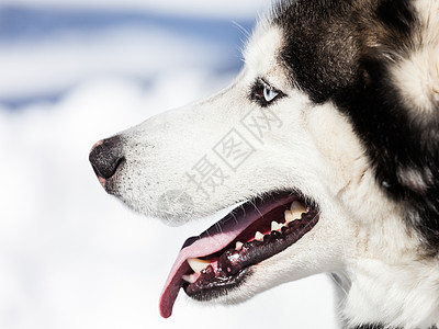 阿拉斯加雪橇犬可爱的西伯利亚哈士奇狗在户外散步毛皮动物食肉小狗舌头宠物朋友哺乳动物荒野眼睛背景