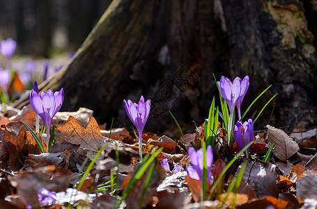 在树桩附近 紫花朵风景味道气氛花瓣挫败紫色晴天力量植物森林图片