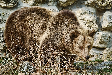 墙附近的棕熊大动物动物群昼夜独居哺乳动物形目真熊捕食者动物食肉图片