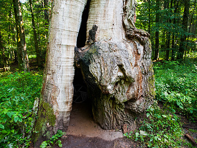 波兰比亚洛维扎原始森林中已断裂的巨型橡树图片