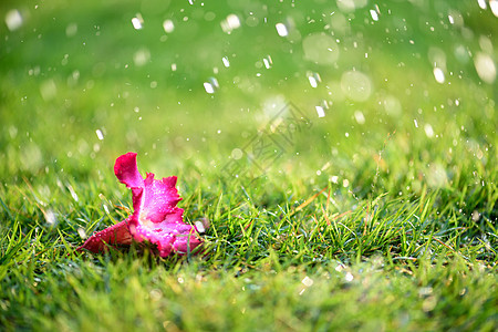 特写的软焦点 独自关上粉红花 下着大雨季节宏观美丽植物热带叶子心碎花瓣花园紫色背景图片