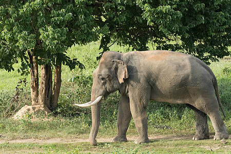 亚洲大象是亚西娅的五只大动物婴儿环境冲突草原公园森林记录象牙动物旅游图片