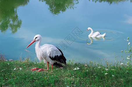 两只白鸟 坐在湖边的和水禽天鹅图片