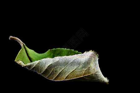 干绿叶植物学叶子植物宏观绿色黑色静物背景图片