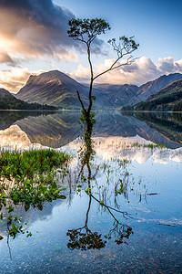 Buttermere 树图片