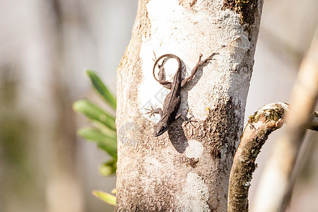 黑色布朗阿诺尔蜥蜴湿地蜥蜴人疱疹棕色保护区红色荒野沼泽爬虫野生动物图片