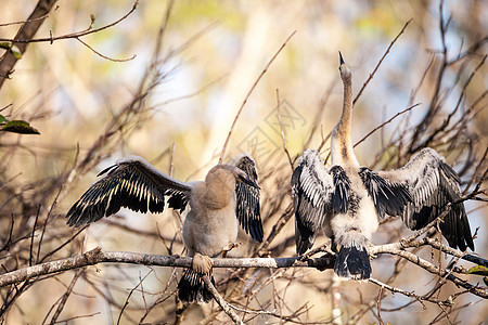 青少年的Anhinga鸟叫湿地野生动物羽毛沼泽动物男性保护区尖嘴蛇鸟嵌套图片