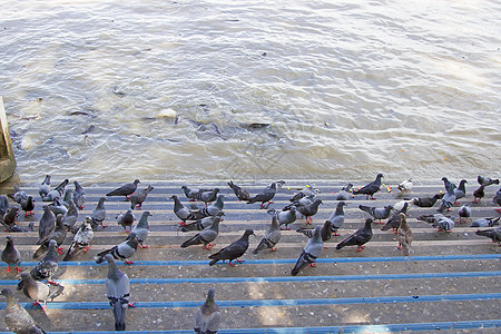 河底有许多鸽子图片