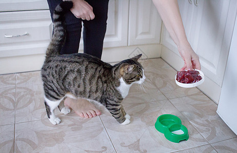 配食碗肉的喂养宠物猫图片