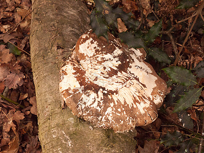 在死树上生长的真菌 长在枯树上多孔寄生果皮林地树桩树木森林地面架子环境木耳图片