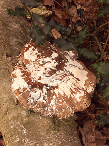 在死树上生长的真菌 长在枯树上木头木耳植物季节果皮树桩环境架子林地菌类图片