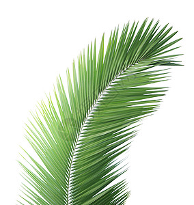 白背景孤立的绿棕榈叶棕榈树叶椰子绿色热带边界背景图片