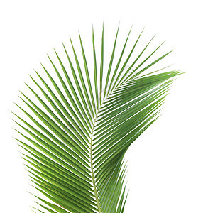 白种背景孤立的绿椰子叶热带绿色椰子棕榈图片
