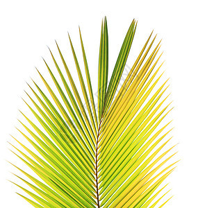 白种背景孤立的绿椰子叶椰子棕榈绿色热带图片