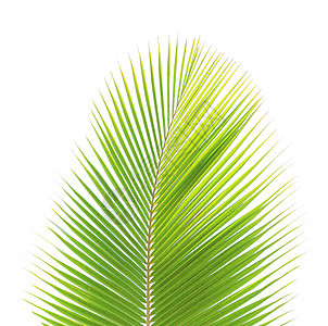 白种背景孤立的绿椰子叶热带椰子绿色棕榈背景图片