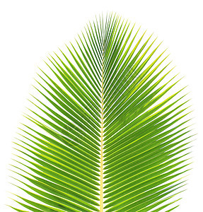 白种背景孤立的绿椰子叶热带椰子绿色棕榈图片