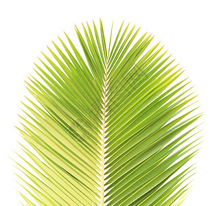 白种背景孤立的绿椰子叶棕榈绿色热带椰子背景图片