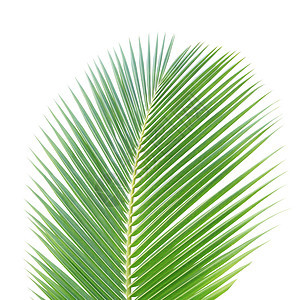 白种背景孤立的绿椰子叶绿色棕榈椰子热带图片