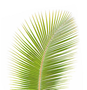 白种背景孤立的绿椰子叶绿色热带棕榈椰子图片