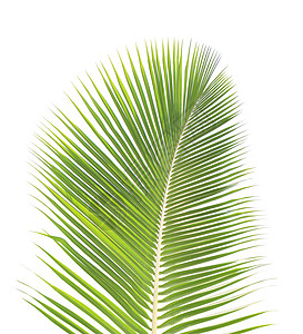 白种背景孤立的绿椰子叶椰子绿色热带棕榈背景图片