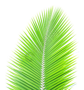 白种背景孤立的绿椰子叶热带棕榈绿色椰子背景图片