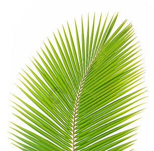 白种背景孤立的绿椰子叶绿色热带棕榈椰子背景图片