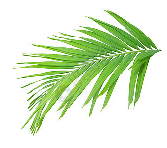白背景孤立的绿棕榈叶叶子棕榈绿色椰子热带图片