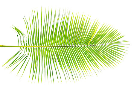 白背景孤立的绿棕榈叶植物植物学热带白色生活椰子曲线森林植物群生长图片