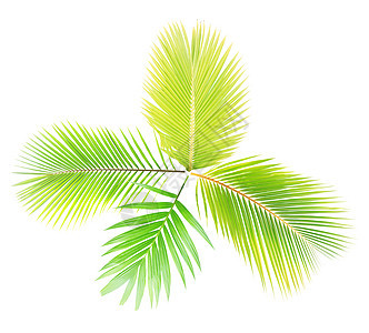 白背景孤立的绿棕榈叶椰子边界绿色热带树叶棕榈背景图片