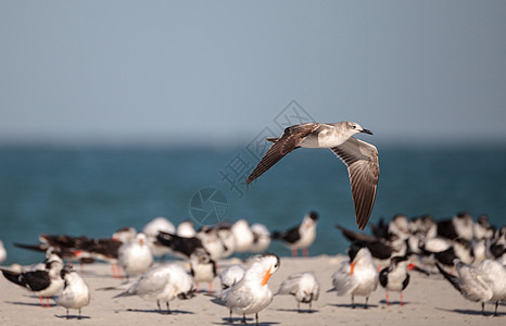 拉鲁斯阿根塔图斯海鸥 在克拉姆关口的海滩上海岸海岸线燕鸥支撑海鸟游泳飞行海洋热带水禽图片