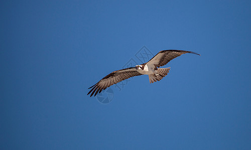 猎食鸟类的奥斯佩鸟飞翔翼展海岸野生动物海洋海滩海鹰海鸟大虾热带支撑图片
