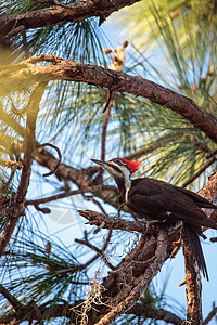 松树中长成的草原石斑鸟Dryocopus男性保护区柏树野生动物鸟类湿地紫杉沼泽图片